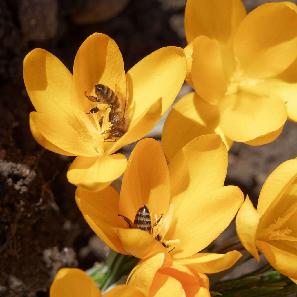 Crocus de printemps jaune