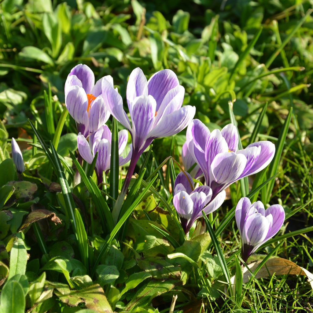 Crocus de printemps rayé