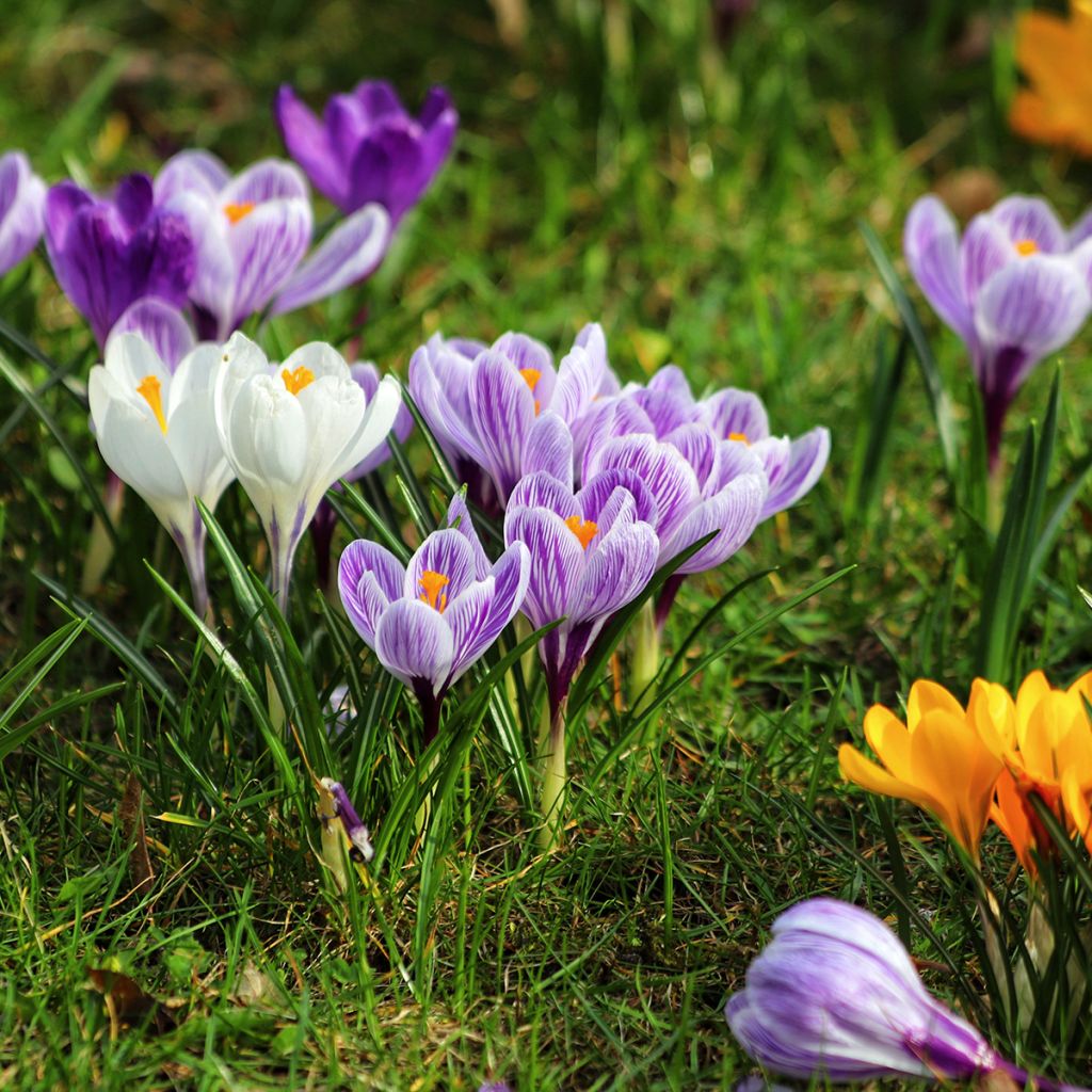 Crocus à grandes fleurs en mélange
