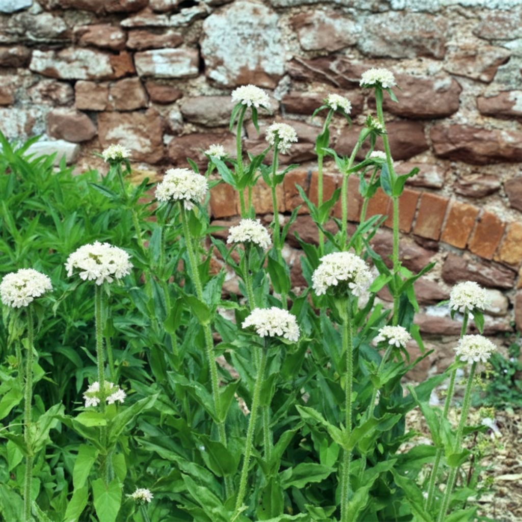 Croix de Jérusalem blanche