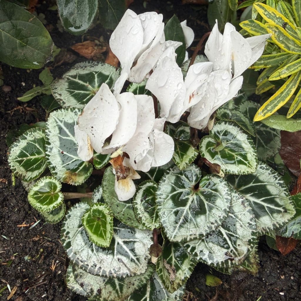 Cyclamen des fleuristes blanc