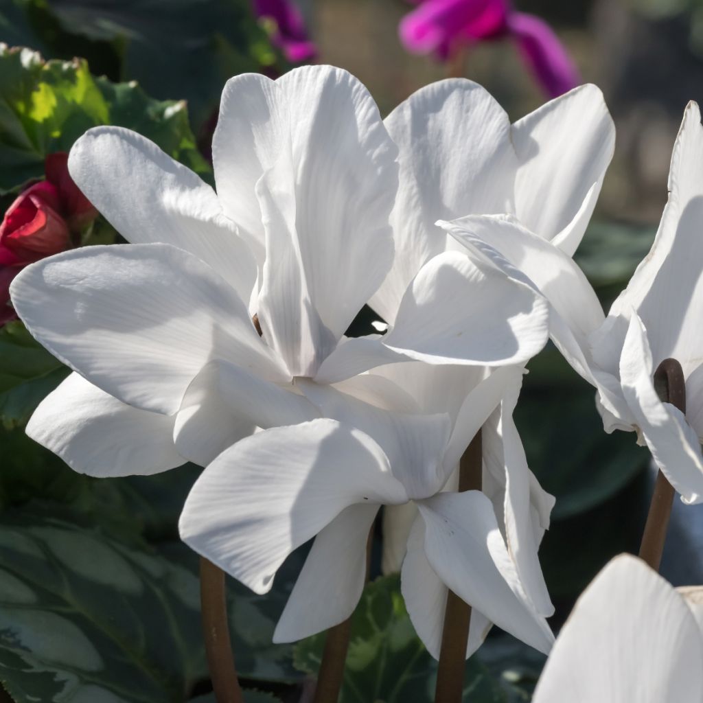 Cyclamen des fleuristes blanc