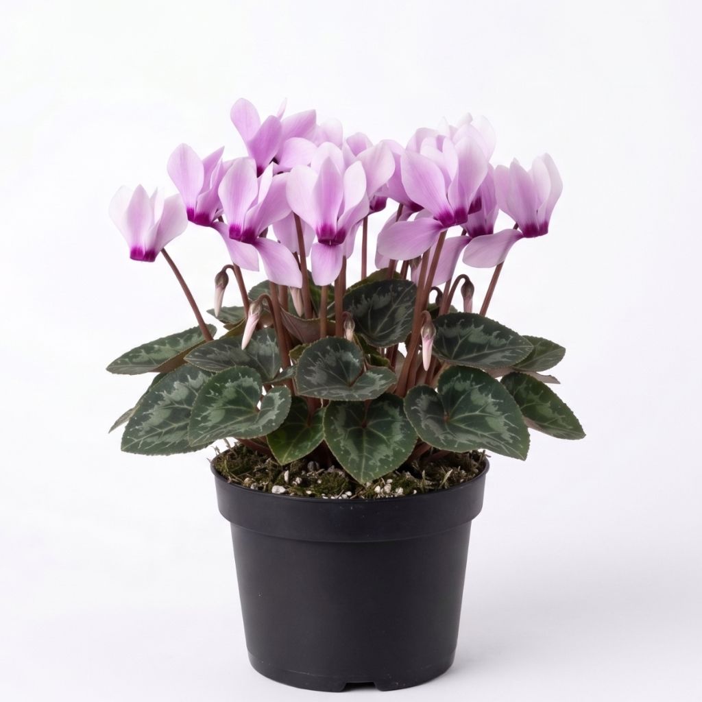 Cyclamen des fleuristes rose