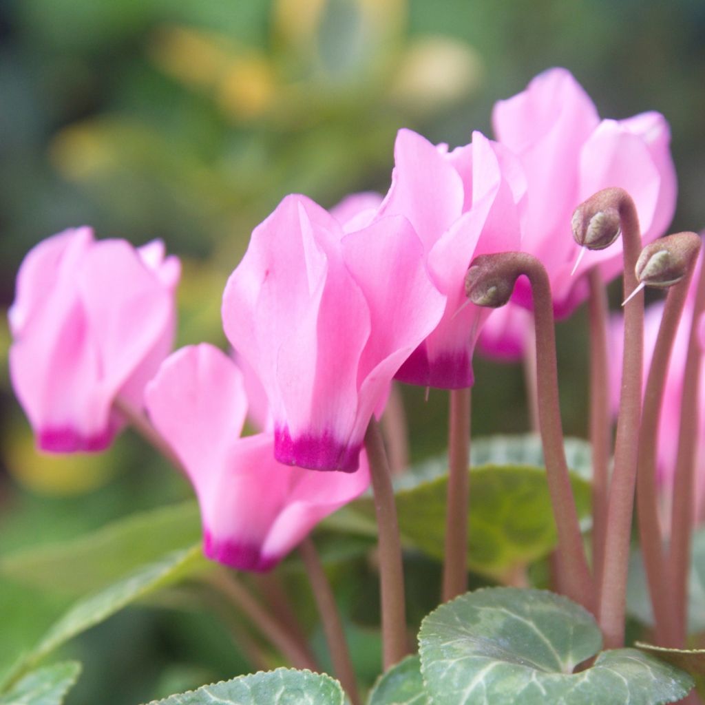 Cyclamen des fleuristes rose