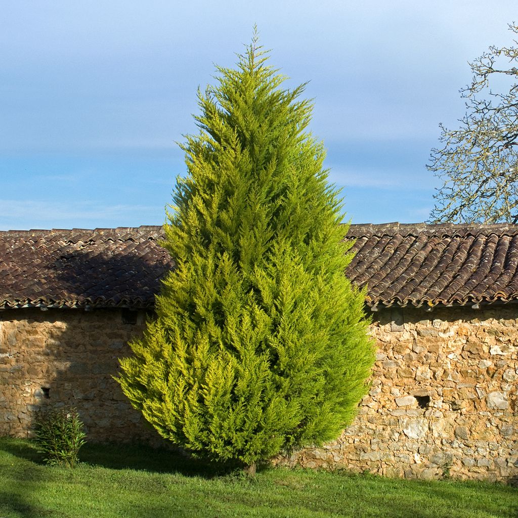 Cyprès de Leyland doré
