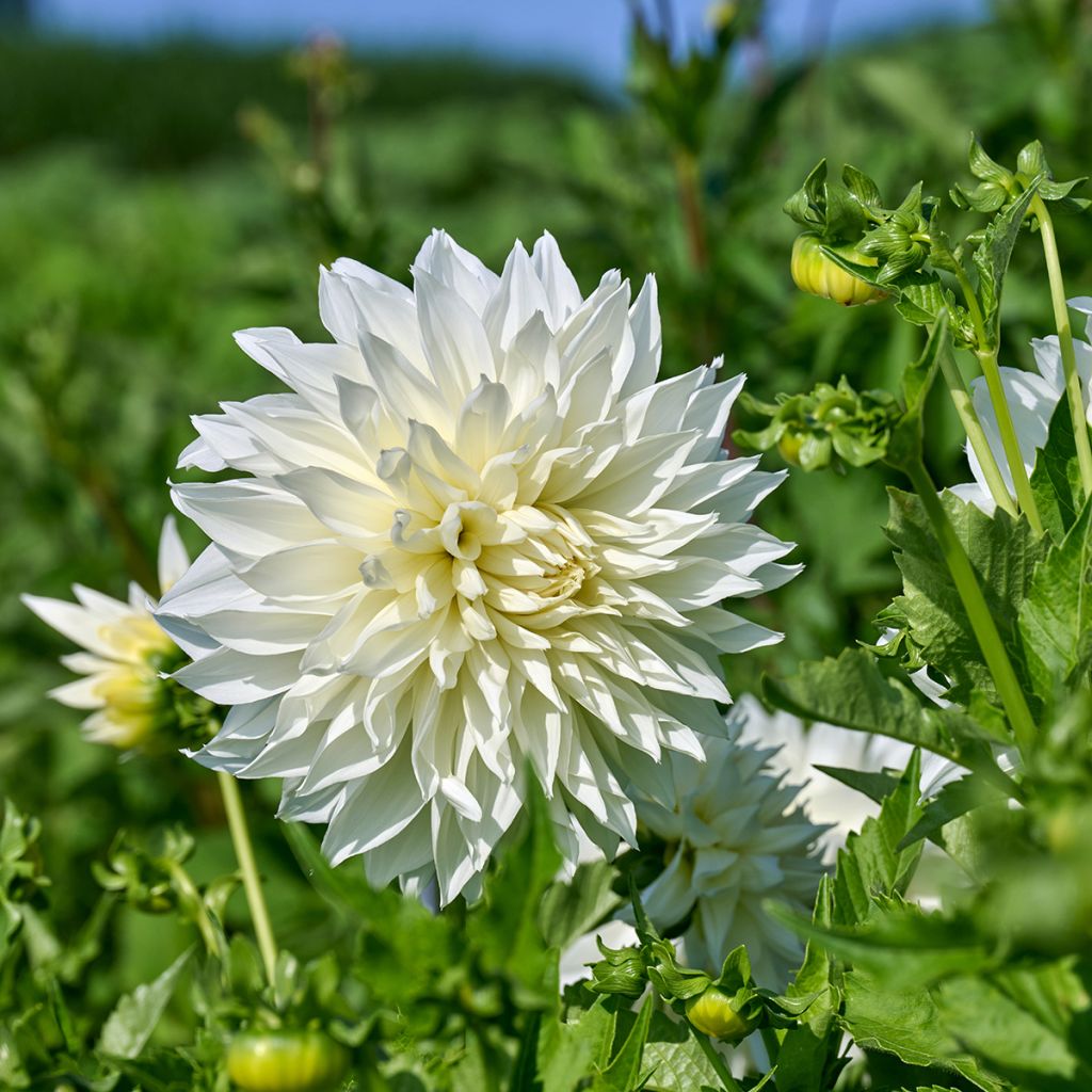 Dahlia géant blanc