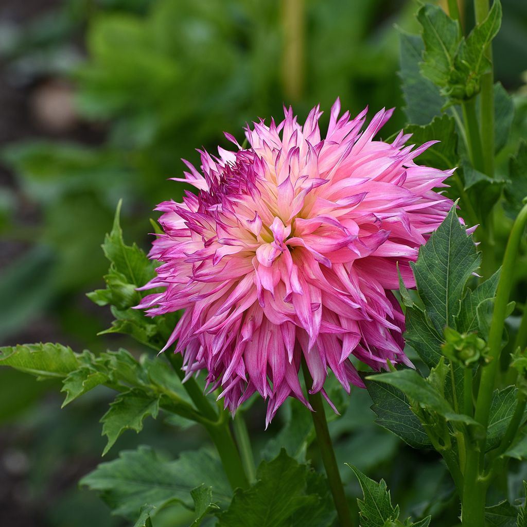 Dahlia géant cactus rose et blanc