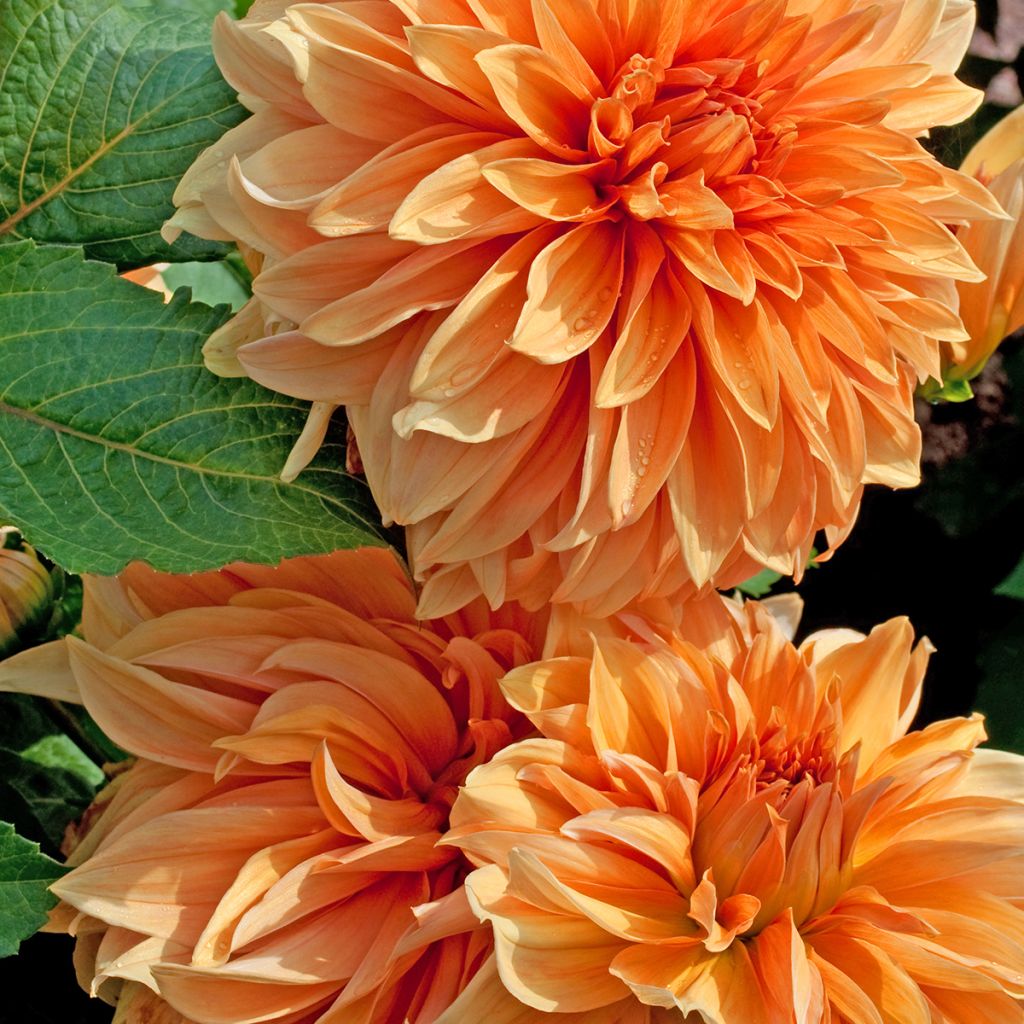 Dahlia géant orange