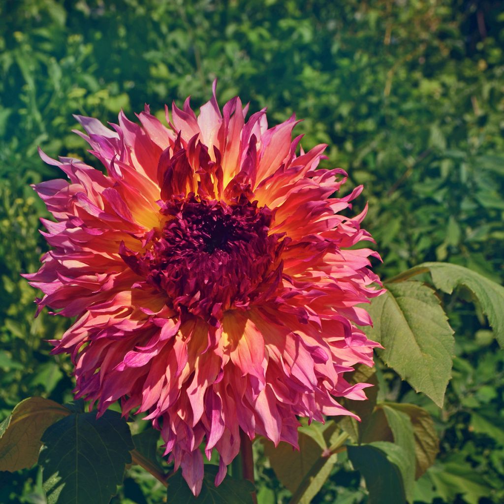 Dahlia géant pêche et fuchsia
