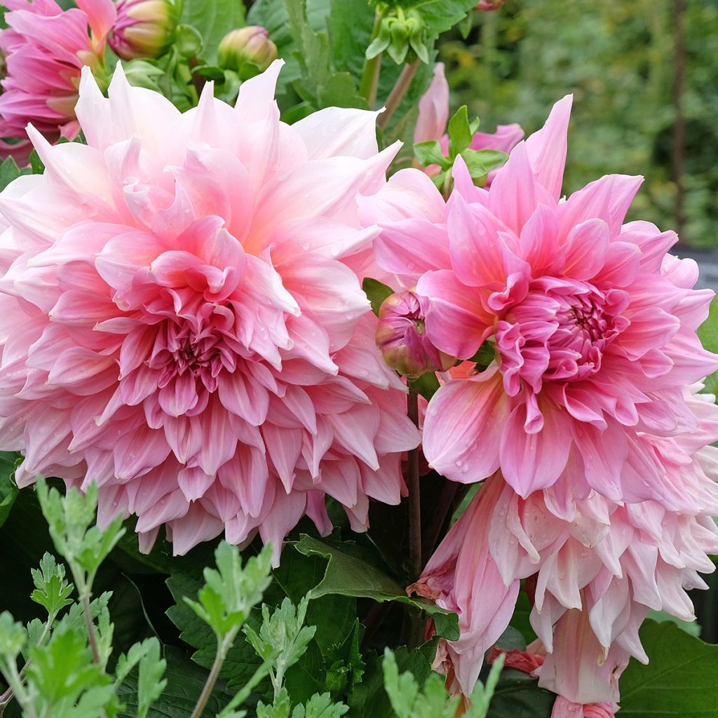 Dahlia géant rose
