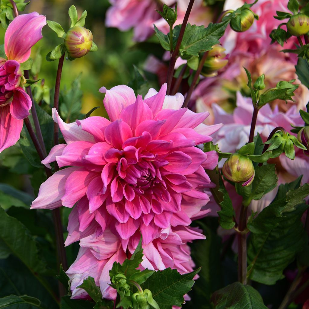 Dahlia géant rose fuchsia