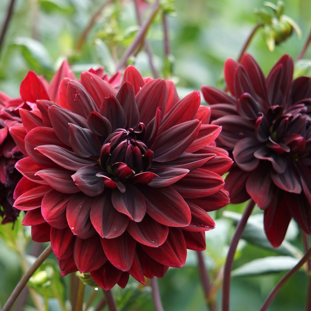 Dahlia géant rouge pourpre