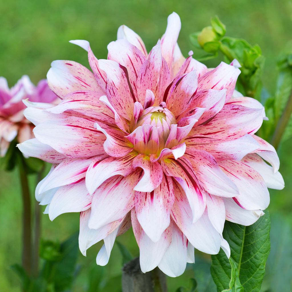 Dahlia géant strié blanc et rose