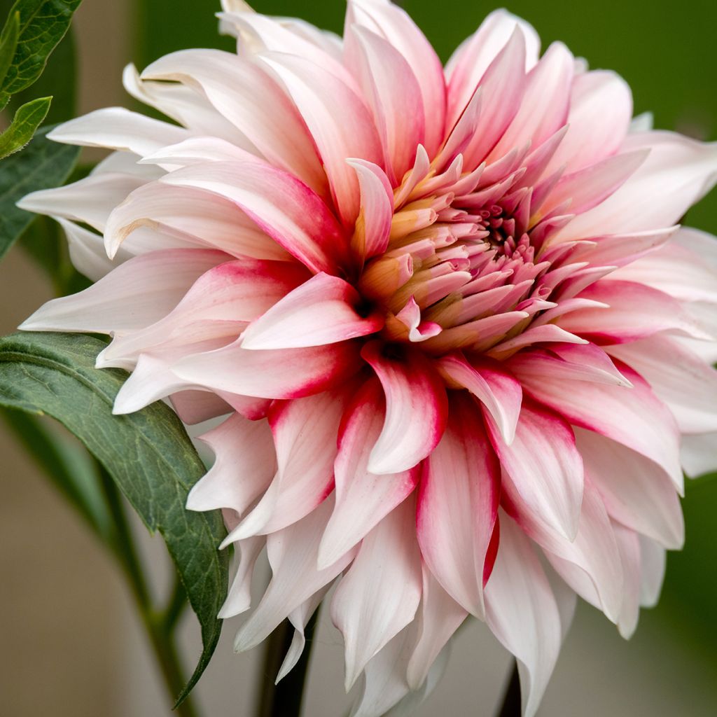 Dahlia géant strié blanc et rose