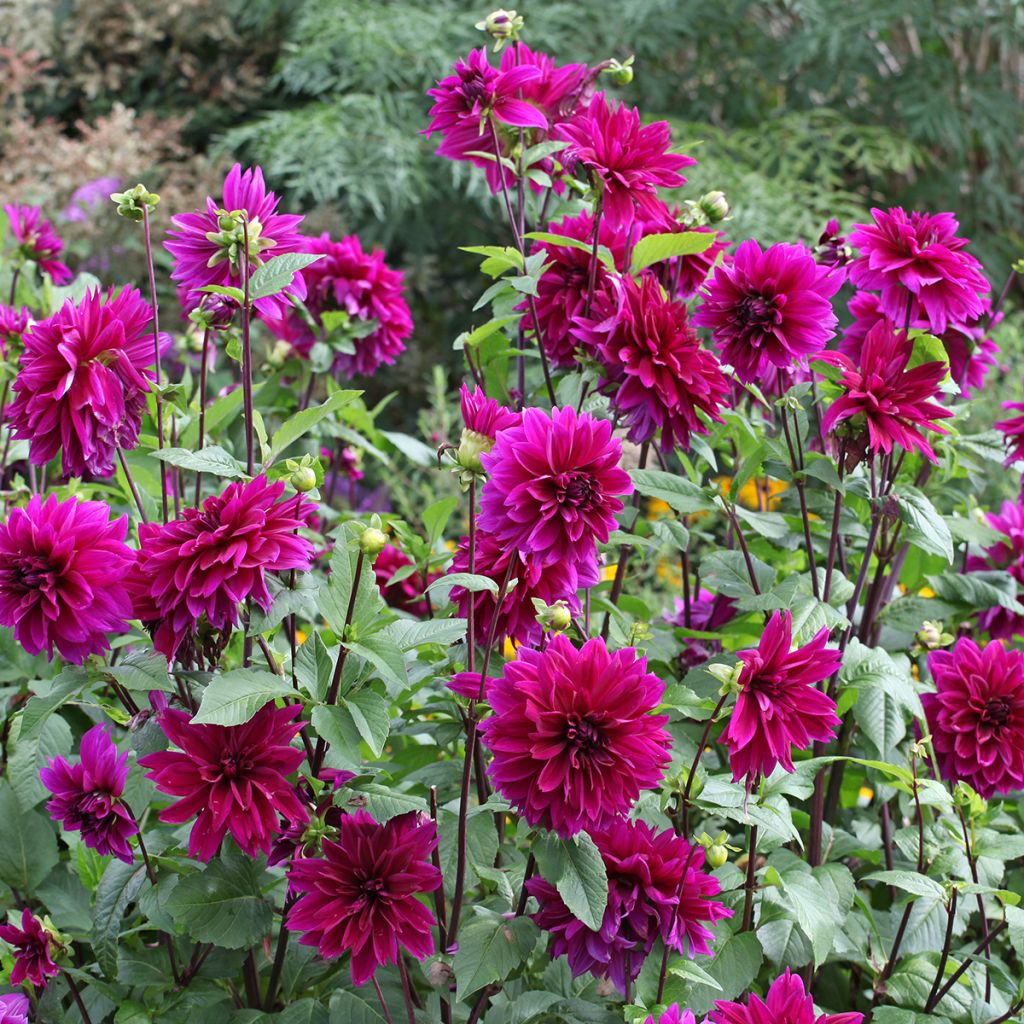 Dahlia géant violet pourpre