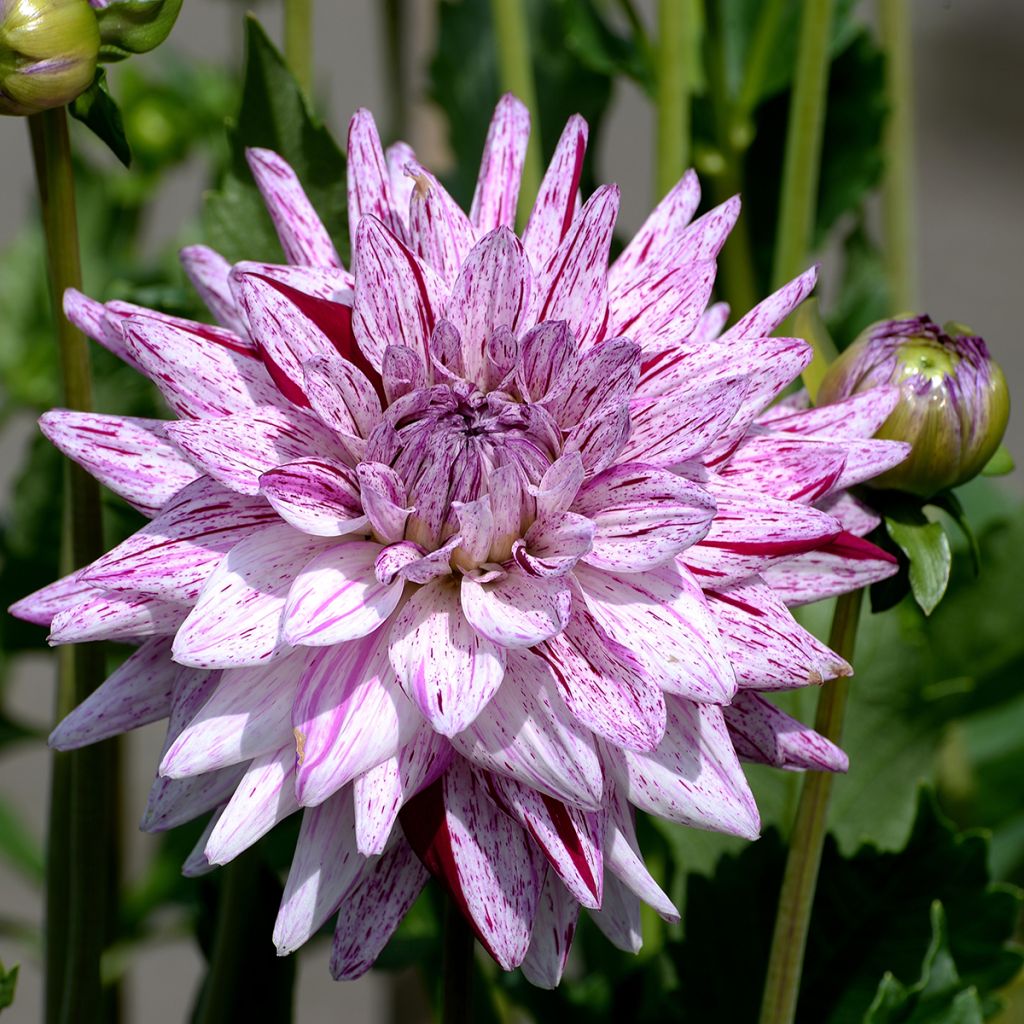 Dahlia semi-cactus rose et pourpre