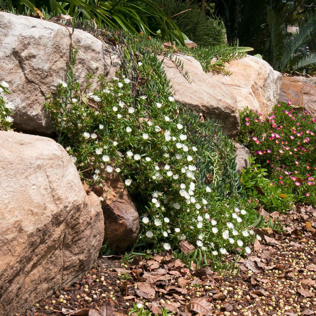 Delosperma blanche