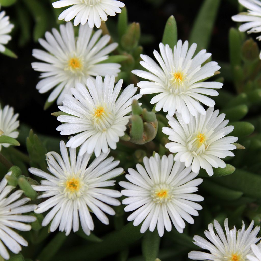 Delosperma blanche