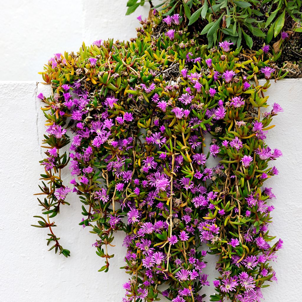 Delosperma mauve