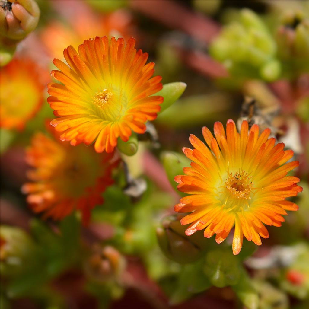 Delosperma orange