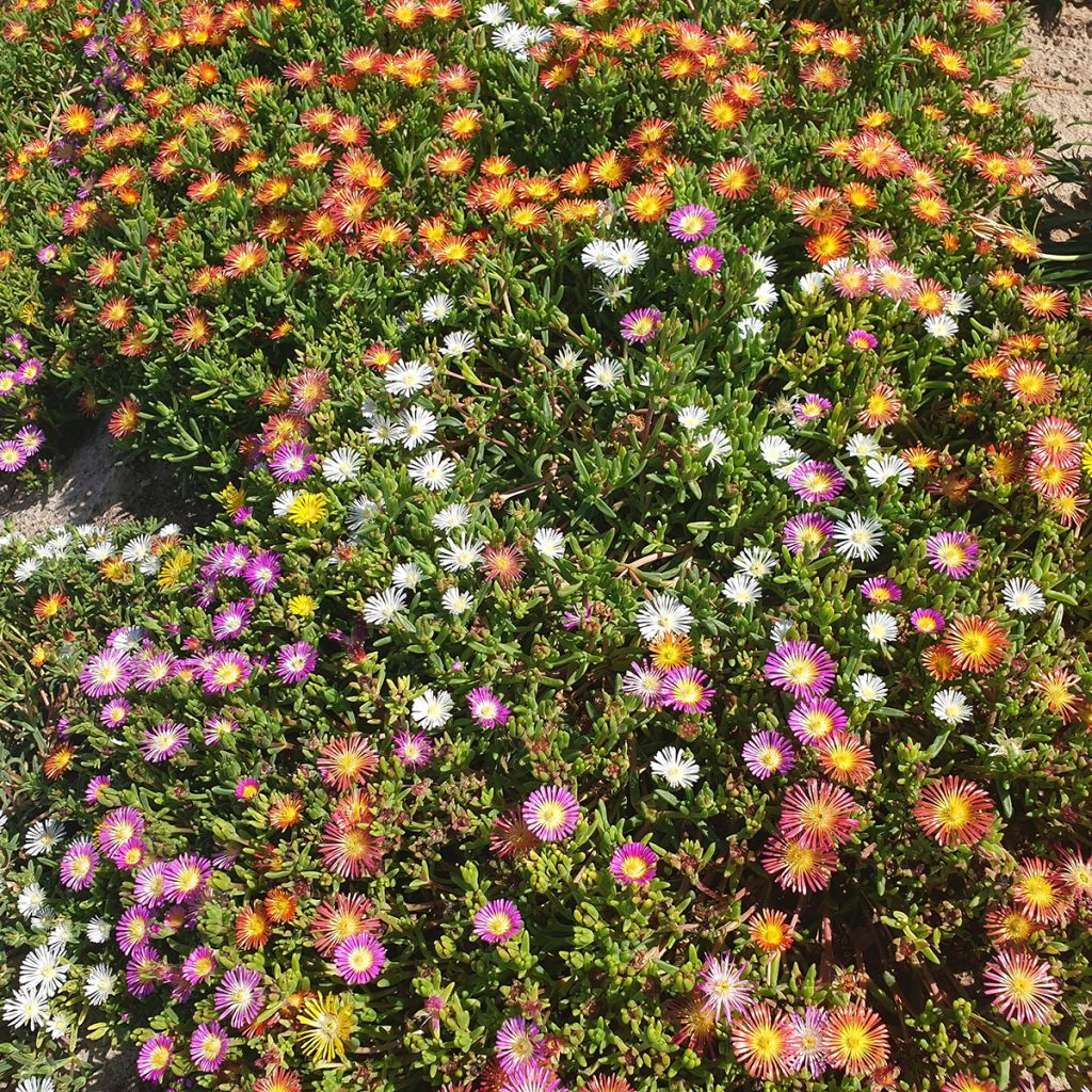 Delosperma orange