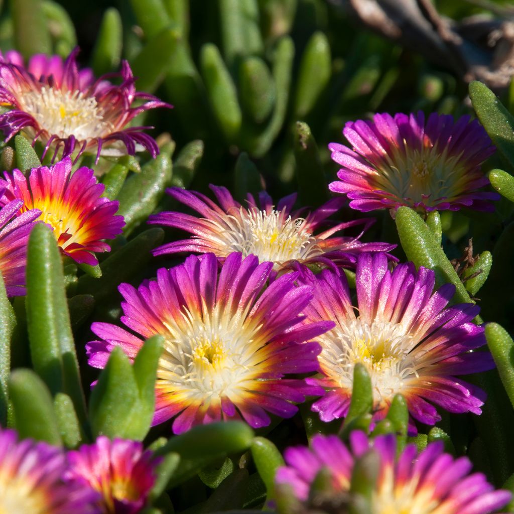 Delosperma rose