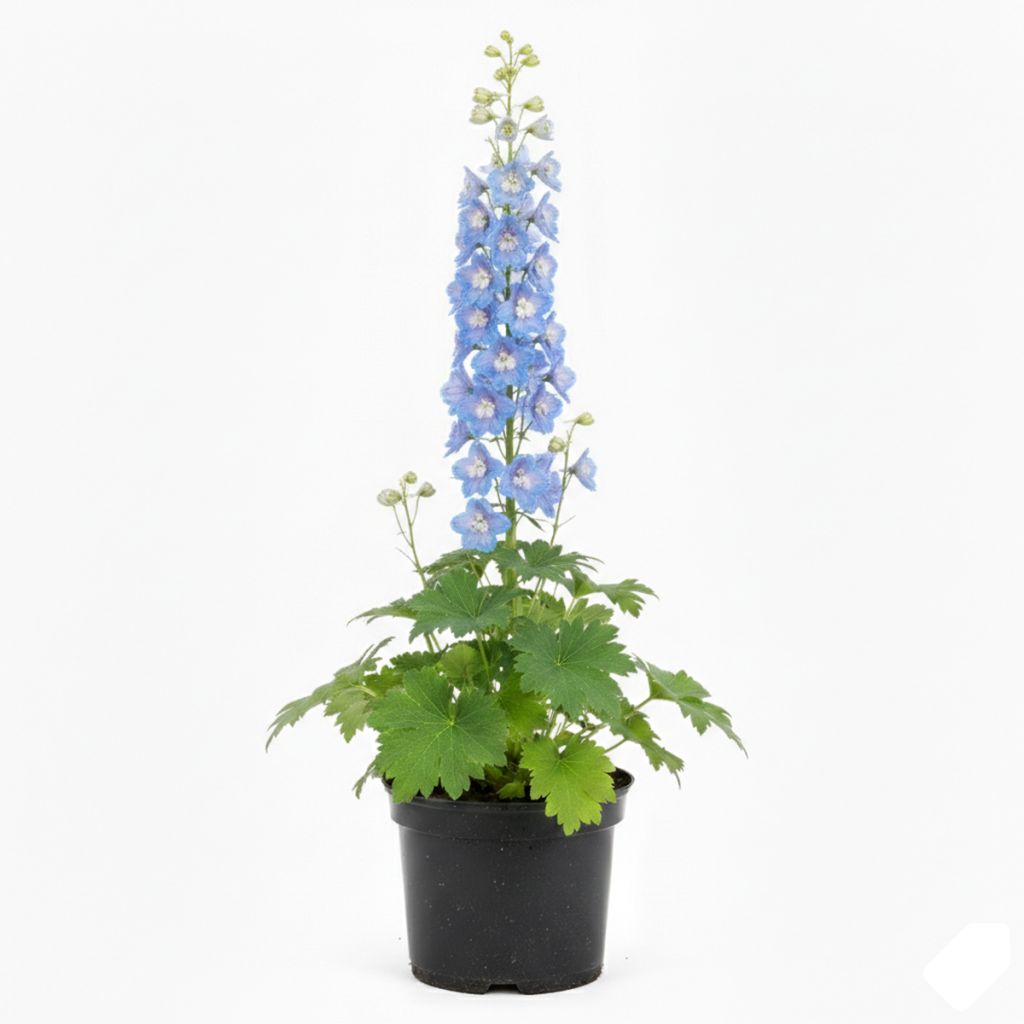 Delphinium bleu