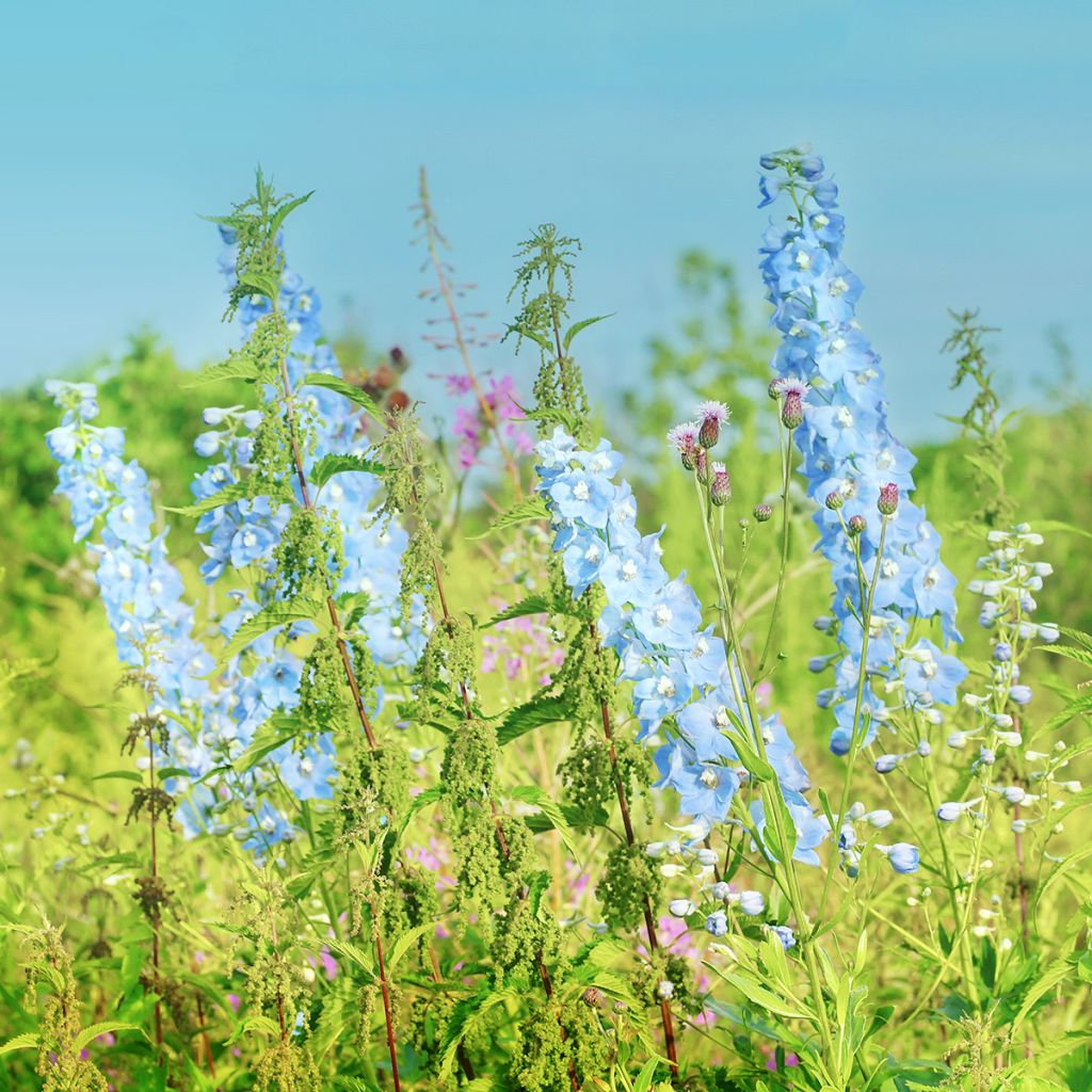 Delphinium bleu