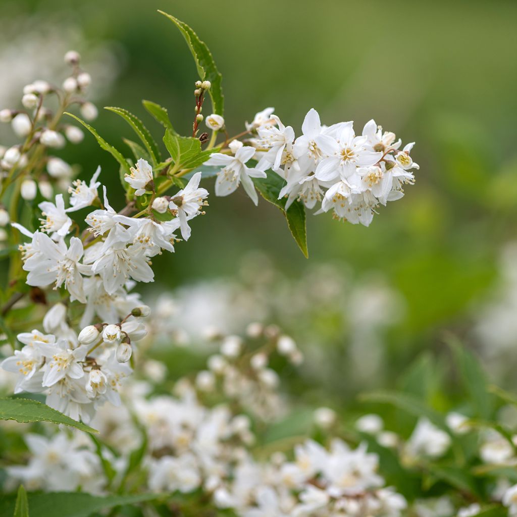 Deutzia blanc