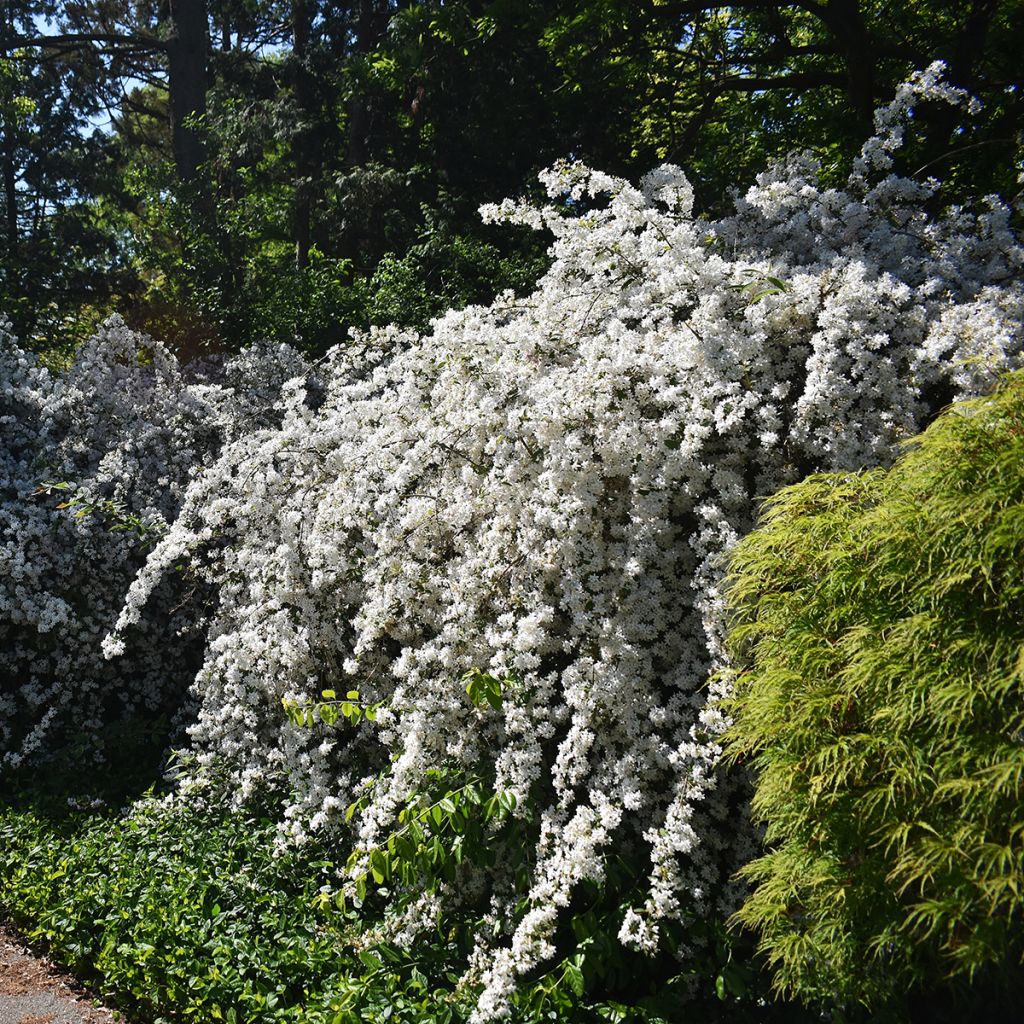 Deutzia blanc compact
