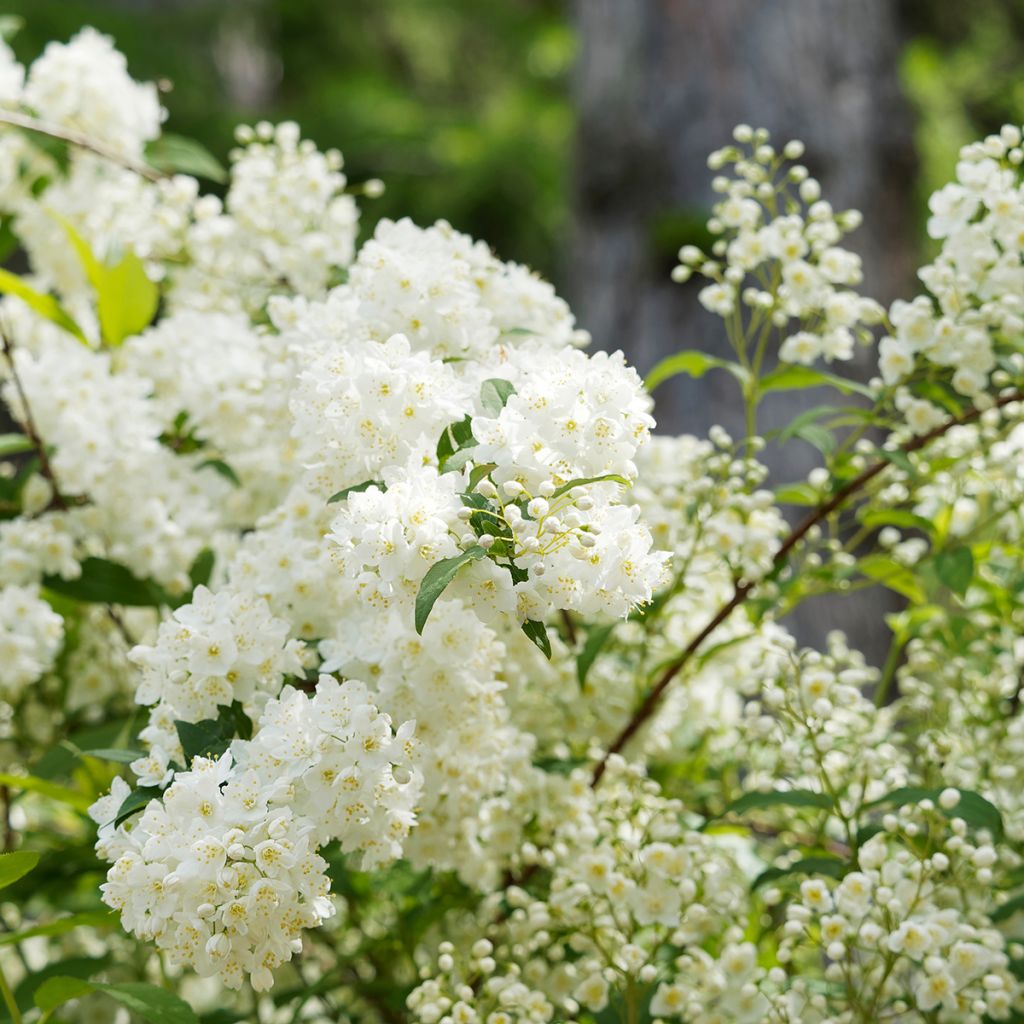 Deutzia blanc compact