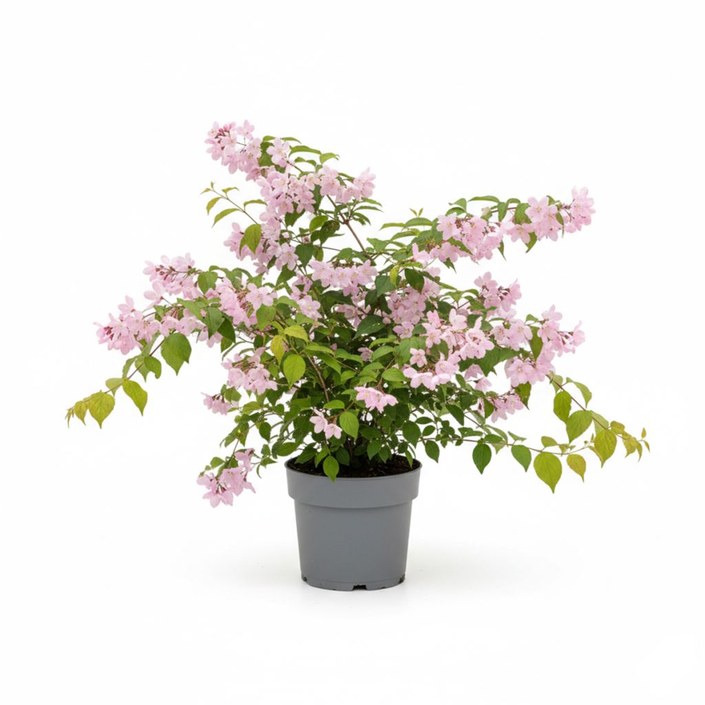 Deutzia rose