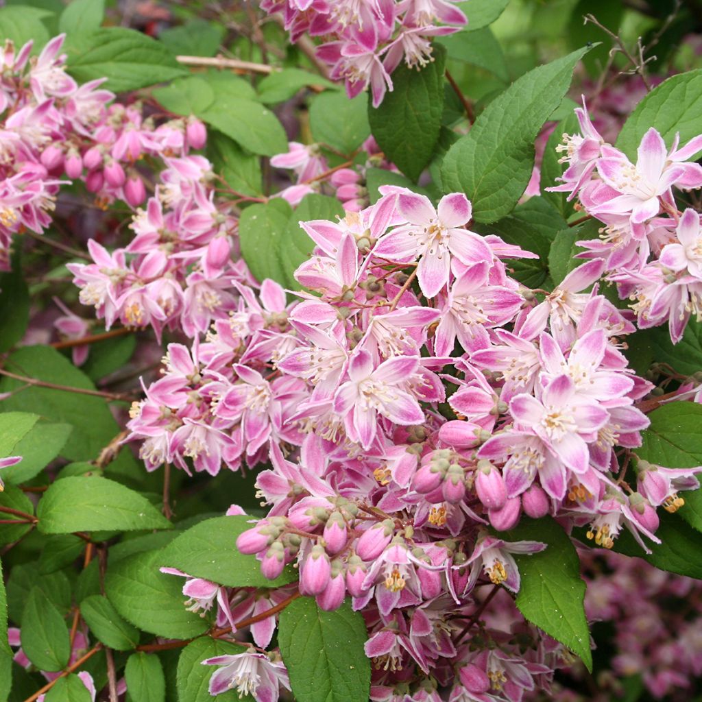 Deutzia rose vif