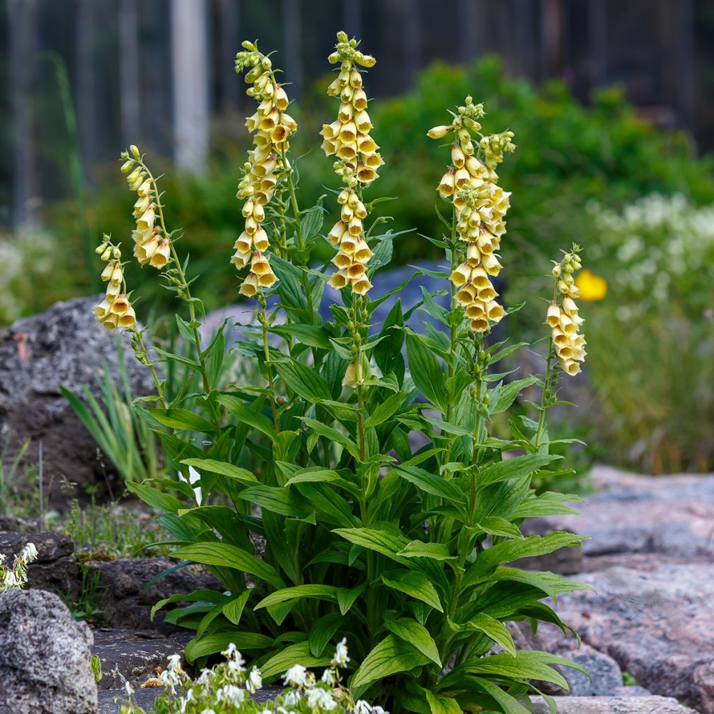 Digitale jaune à grandes fleurs