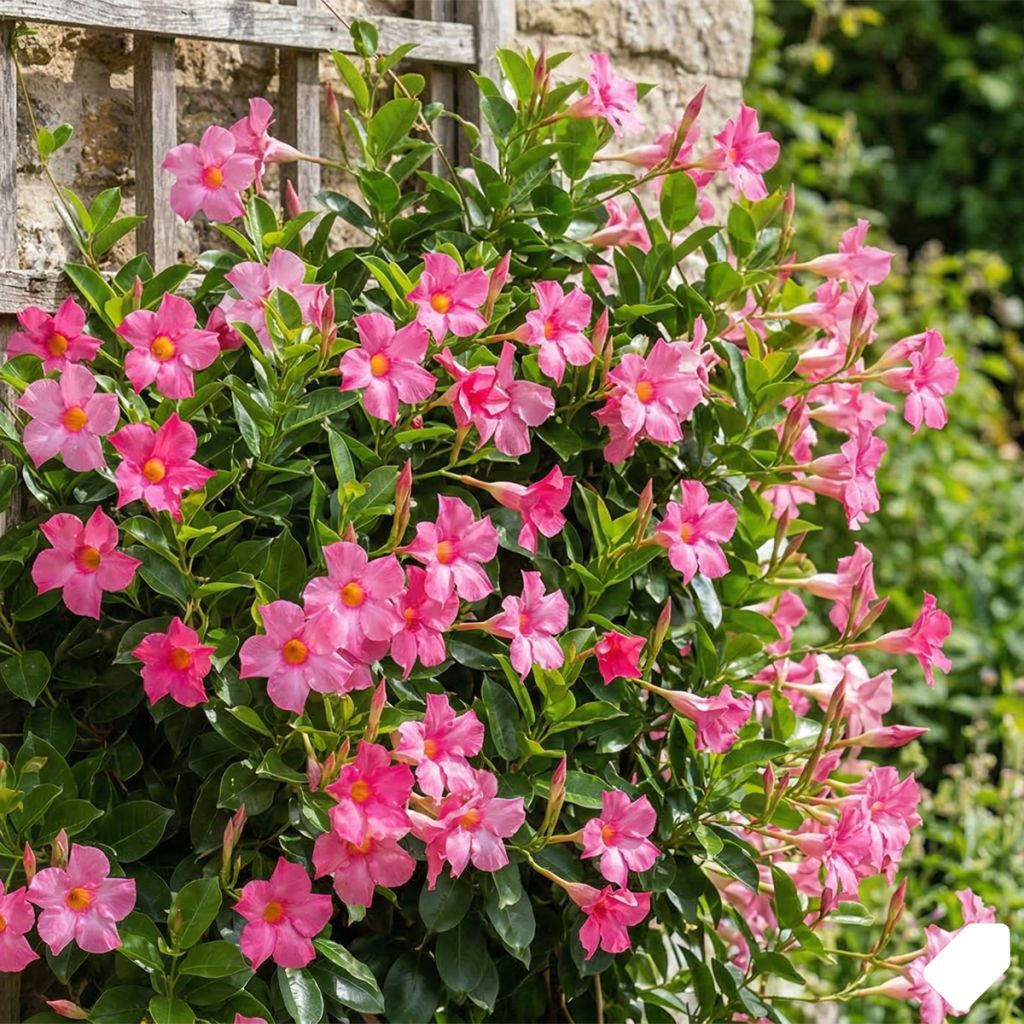 Dipladenia rose