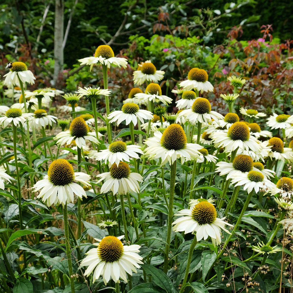Échinacée blanche
