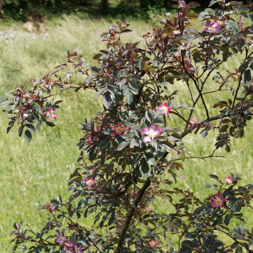 Eglantier à feuilles rouges