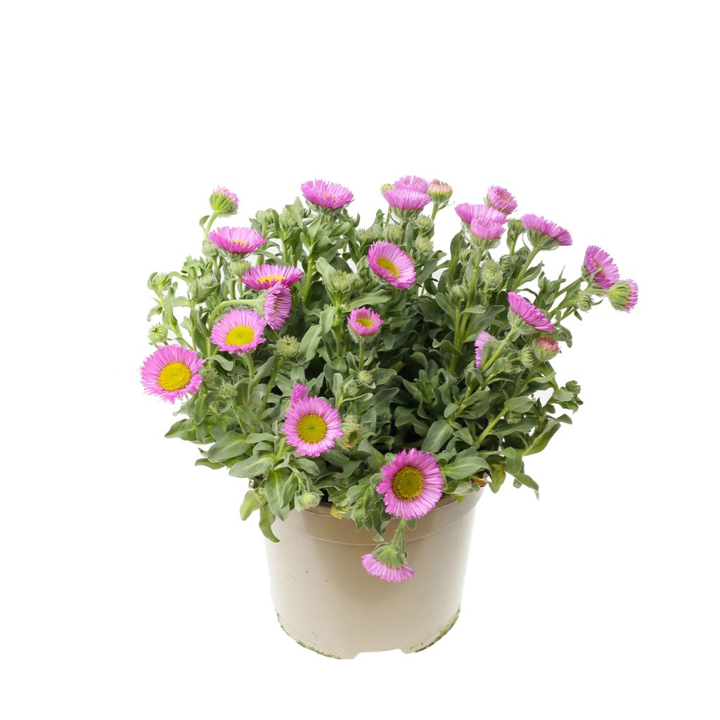 Erigeron rose
