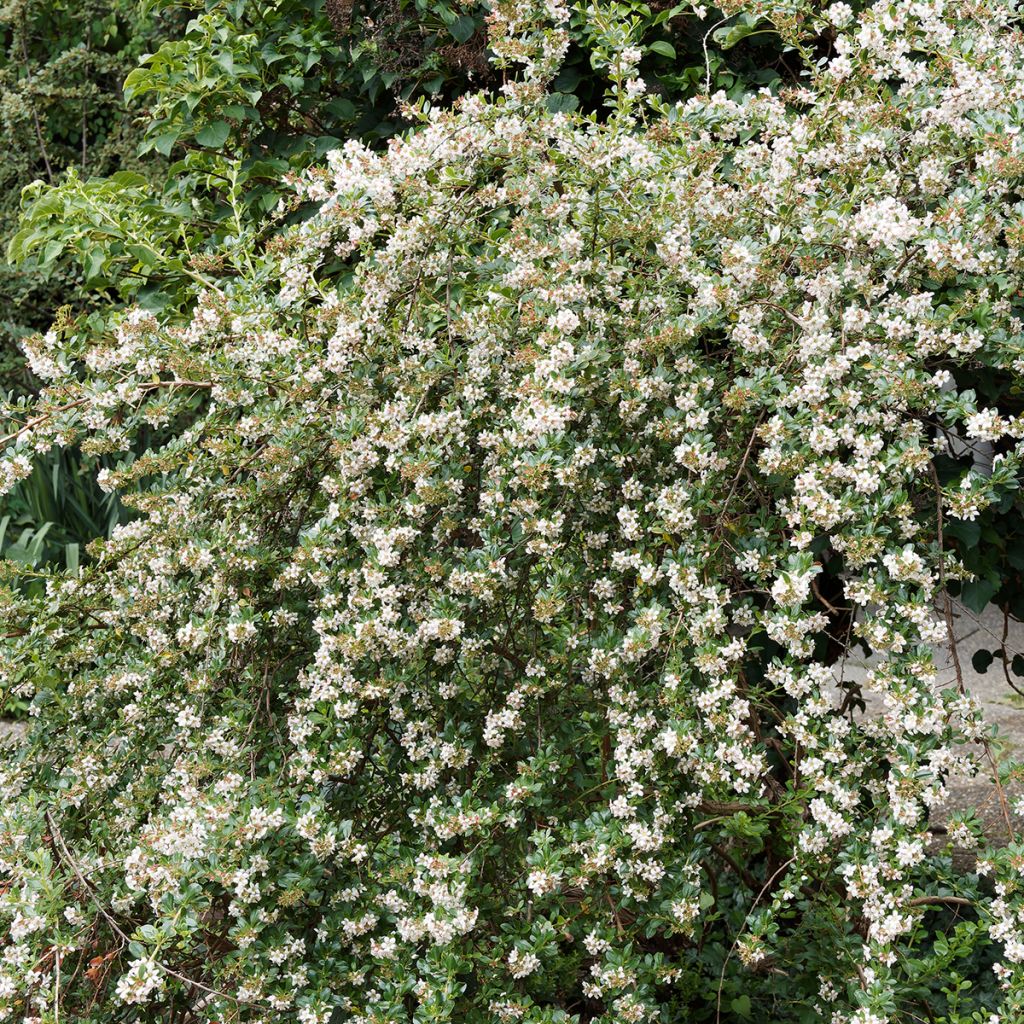 Escallonia rose