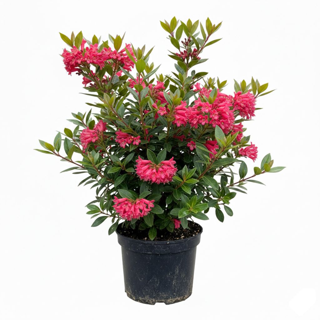 Escallonia compact rouge