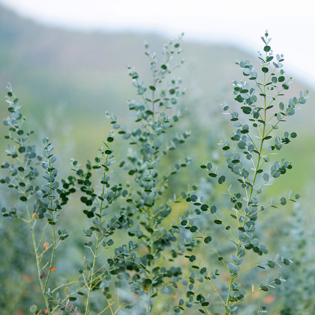 Eucalyptus argenté