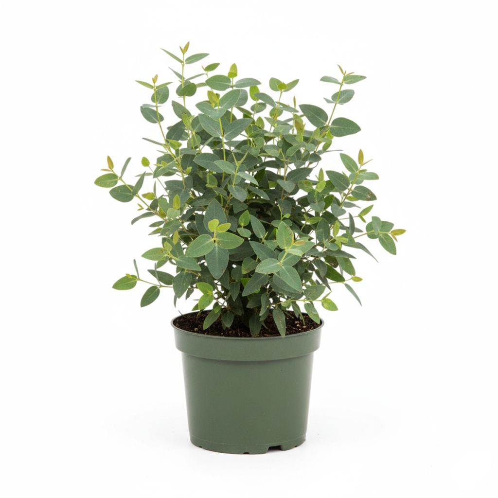 Eucalyptus à petites feuilles