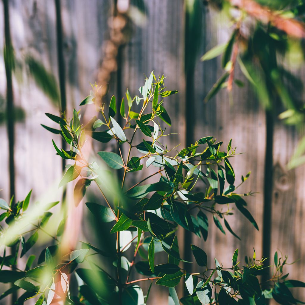 Eucalyptus à petites feuilles