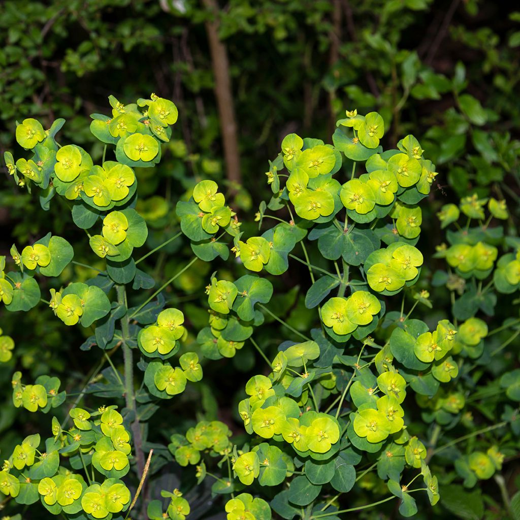 Euphorbe verte