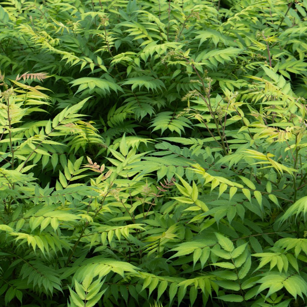 Fausse spirée à feuilles de sorbier