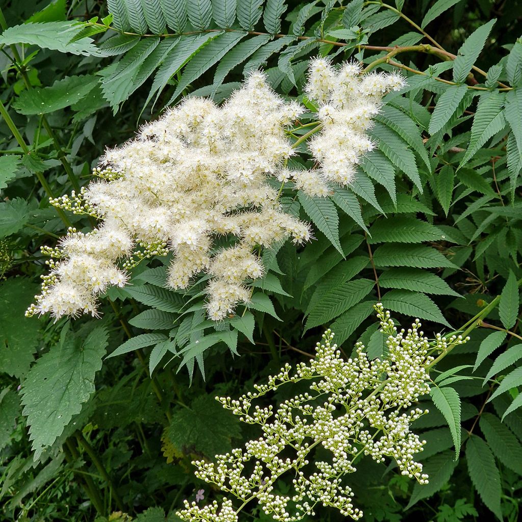Fausse spirée à feuilles de sorbier