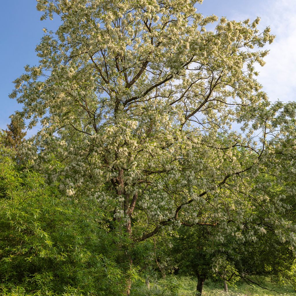 Faux-acacia