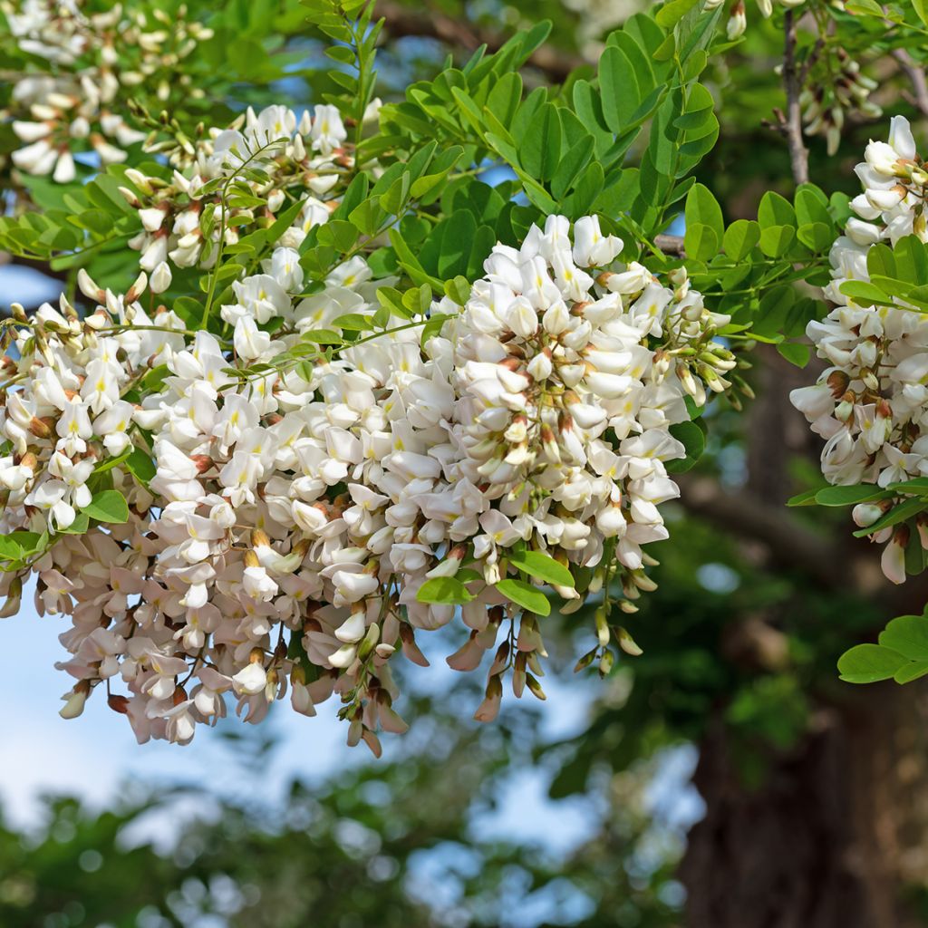 Faux-acacia
