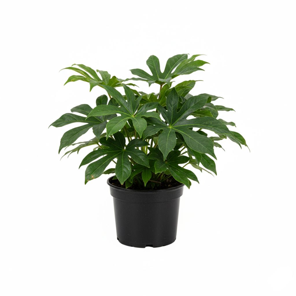Faux-aralia