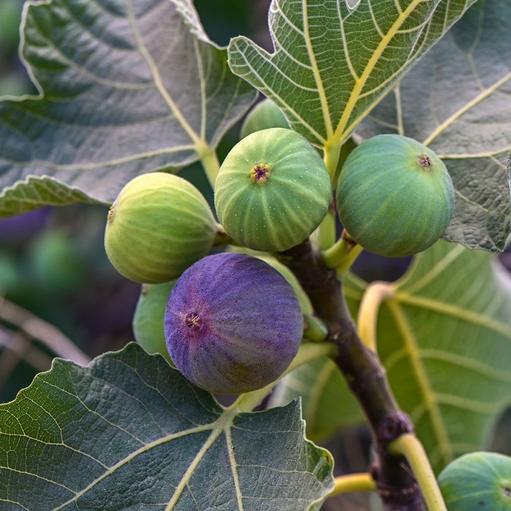 Figuier Brown Turkey